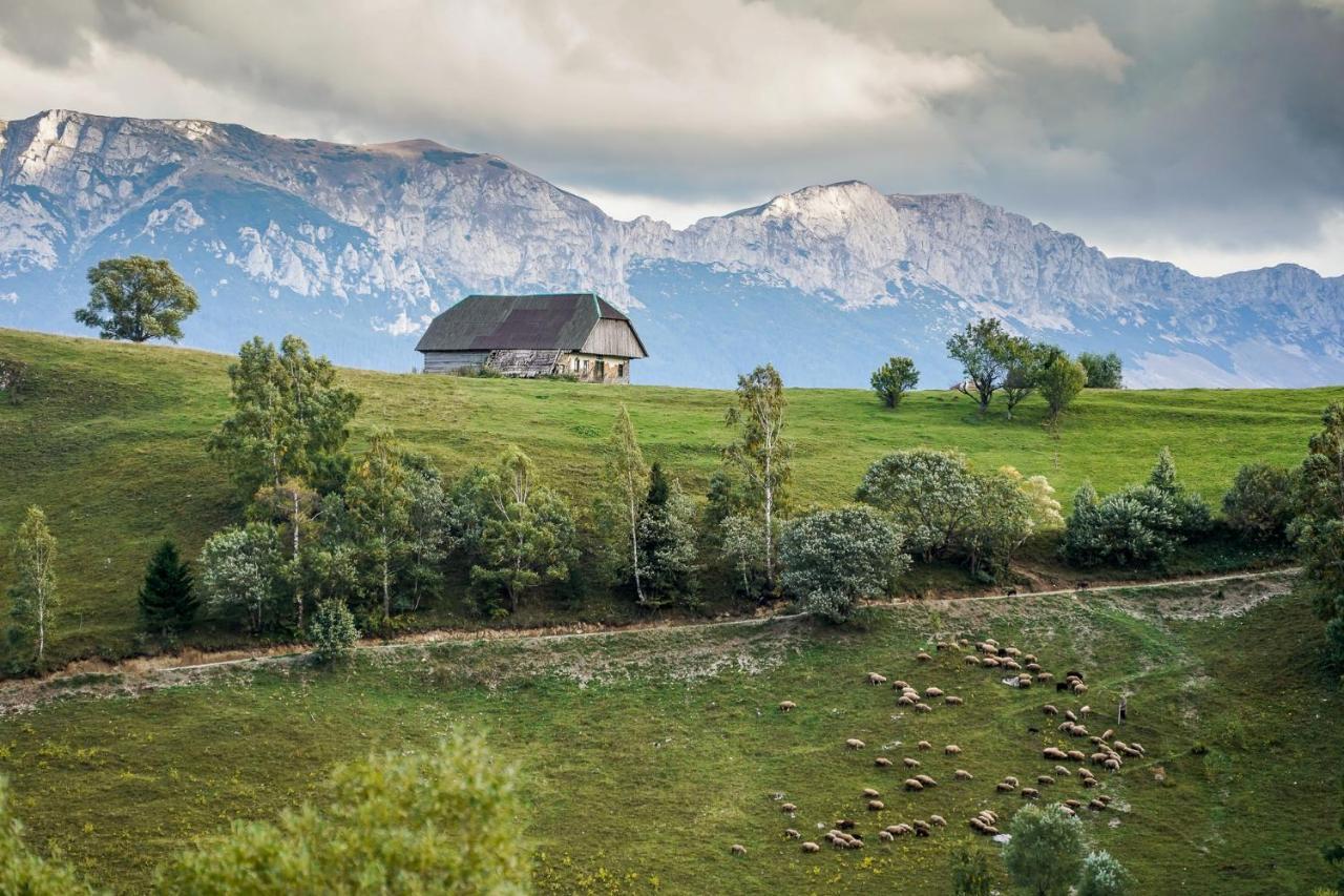 Pensiunea Hodaita Măgura エクステリア 写真