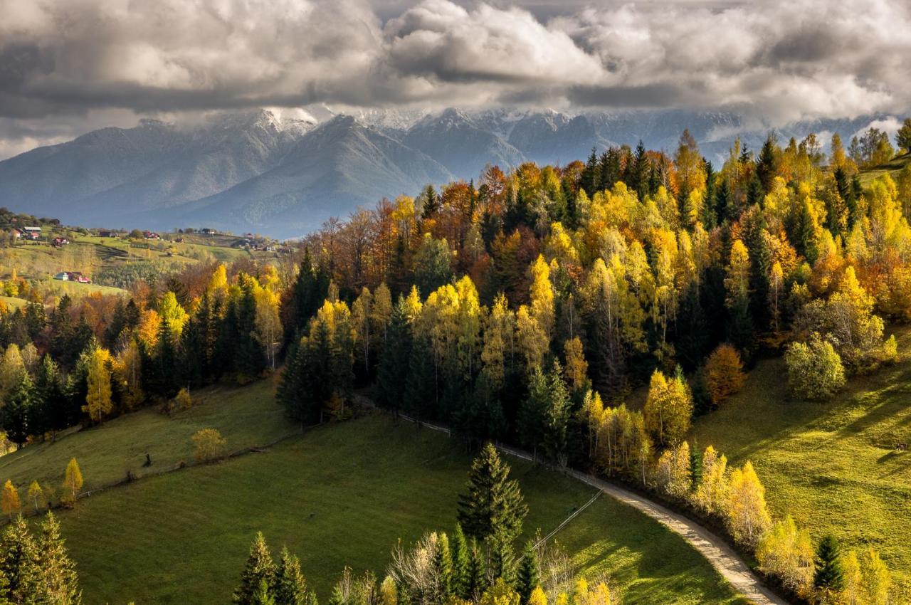 Pensiunea Hodaita Măgura エクステリア 写真