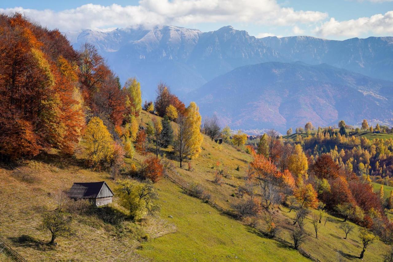 Pensiunea Hodaita Măgura エクステリア 写真